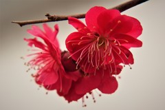 鹿児島紅梅・・・228
