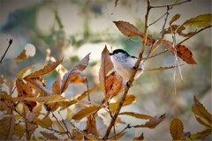 DSCF1025