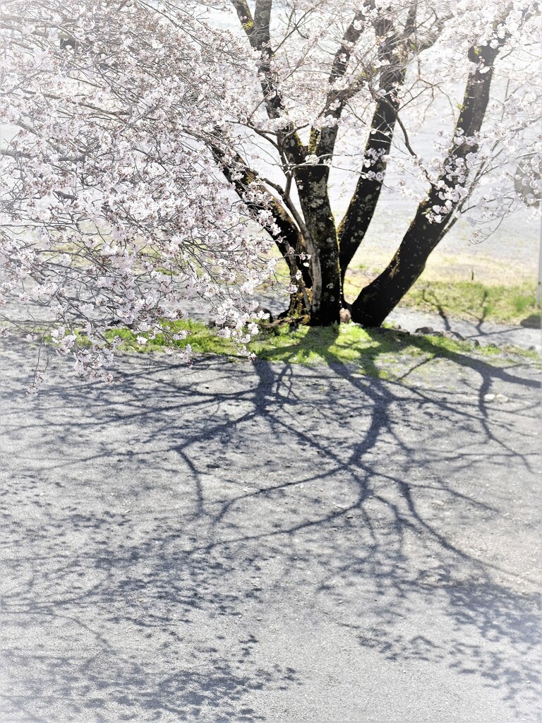 DSCF0010