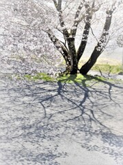 DSCF0010