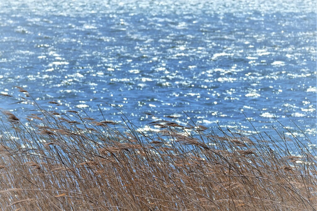 春の河口・・・2