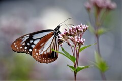 DSCF1010
