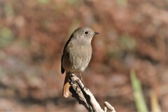 ルリと同じ所に来るジョビ・・・