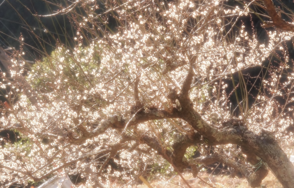 山手の梅　0204