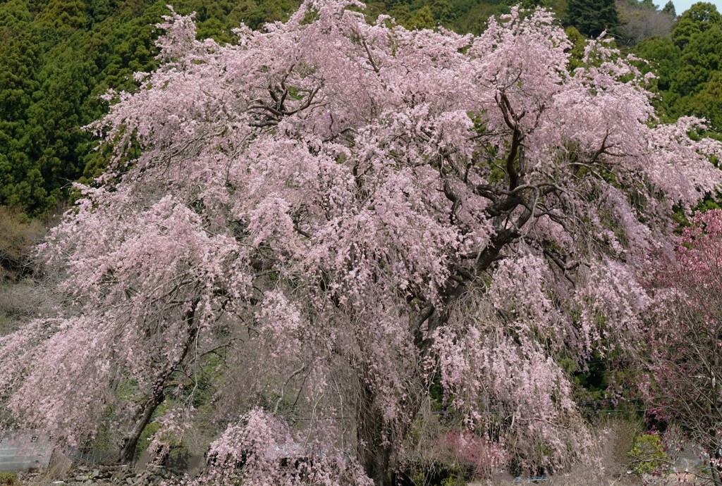 白倉峡の枝垂れ一本桜・・・
