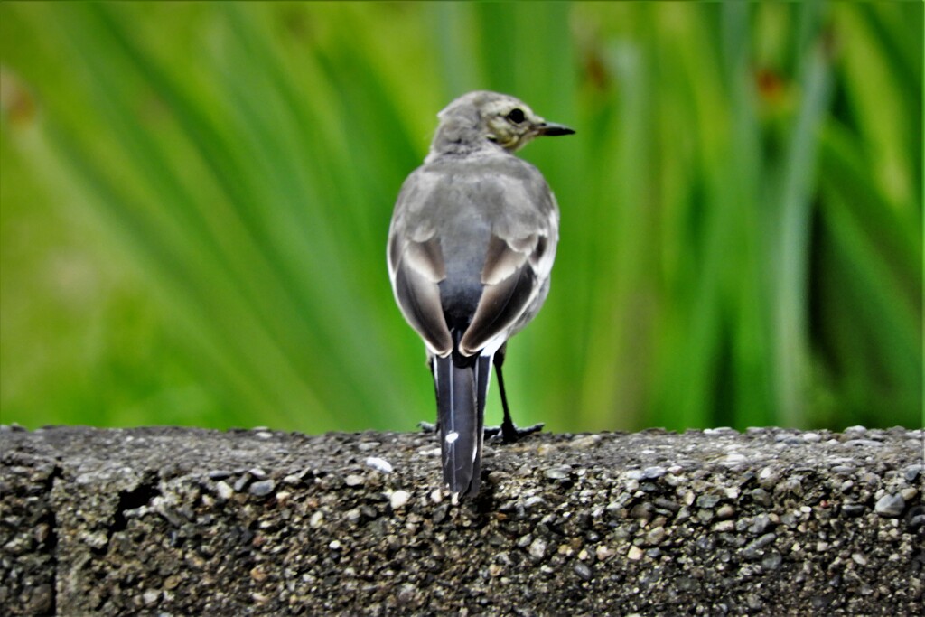 若鳥かな・・・