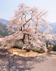 大野の一本桜