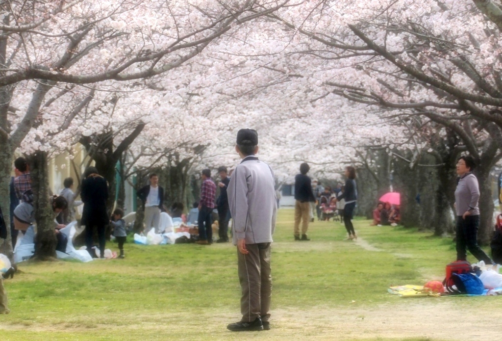 お花見　