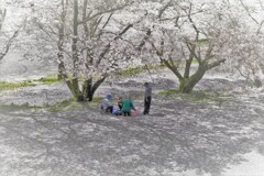 皆でお花見した日のこと・・・