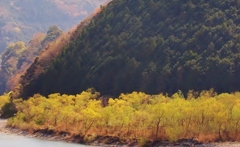 大井川　川原柳・・・