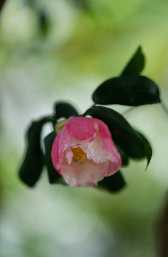 山茶花・・・・
