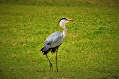 公園のアオさん・・・