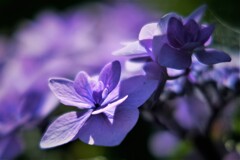 DSCF0015