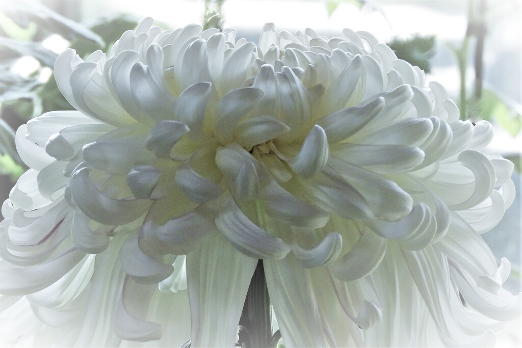 菊花　1