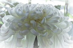 菊花　1