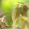 少し遅めの新芽・・・