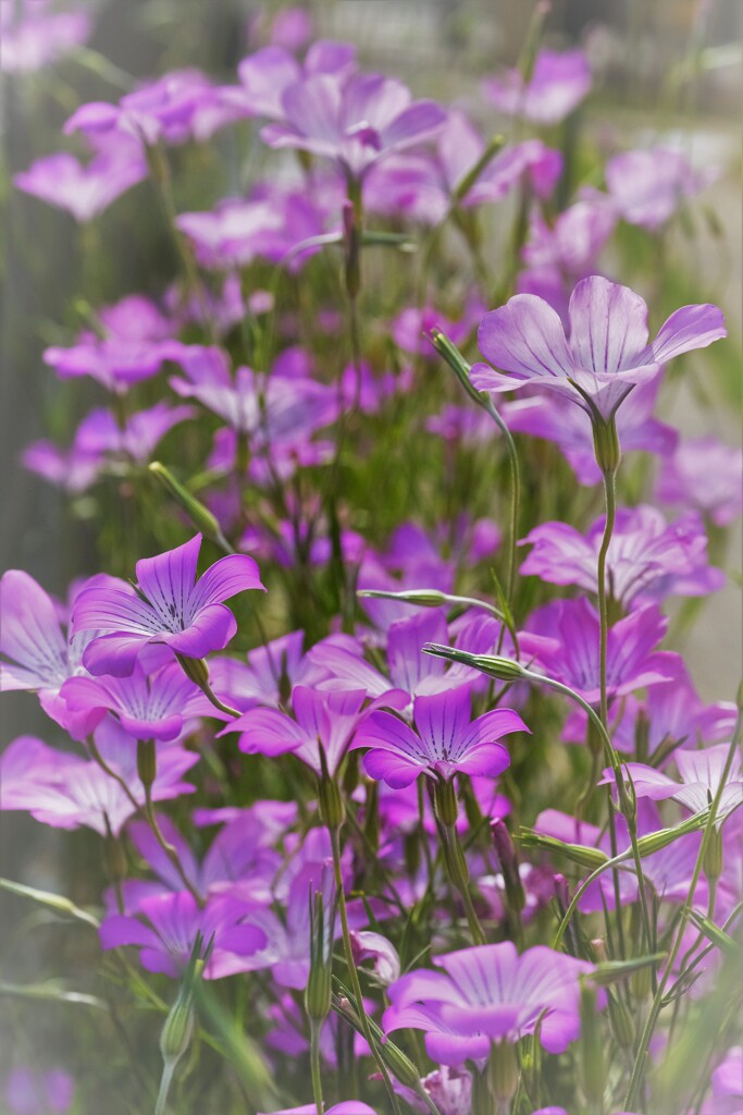 ムギセンノウ花・・・