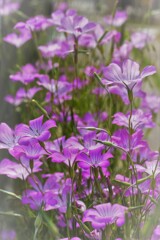 ムギセンノウ花・・・