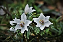 セツブンソウ花・・・
