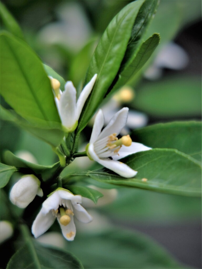 蜜柑花・・・