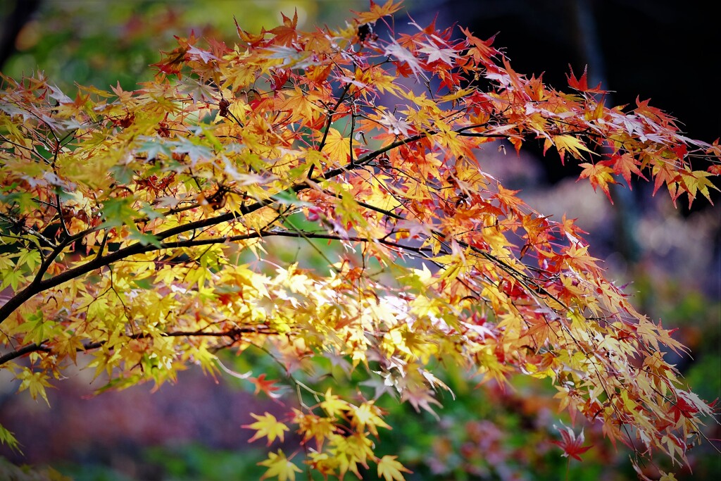 法多山もみじ　2