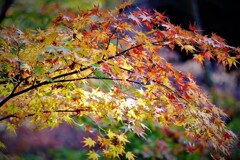 法多山もみじ　2