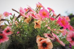 いまどきの花・・・