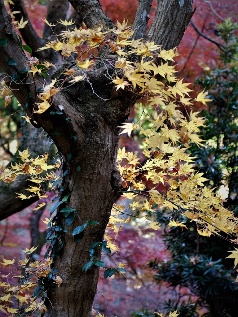 DSCF1037