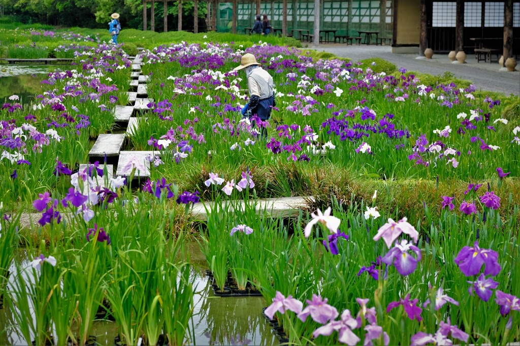 菖蒲園・・・2