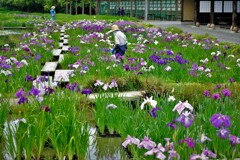 菖蒲園・・・2