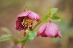 庭の花・・・