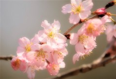 桜じゃなくて・・・