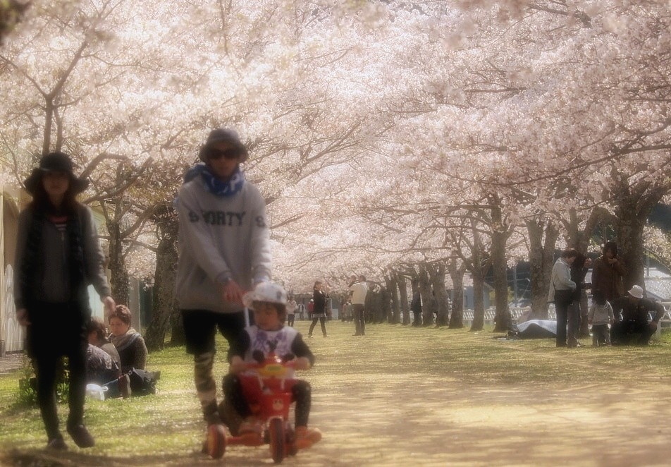 蔵出し　桜の穴場・・・