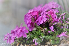 庭の芝桜・・・