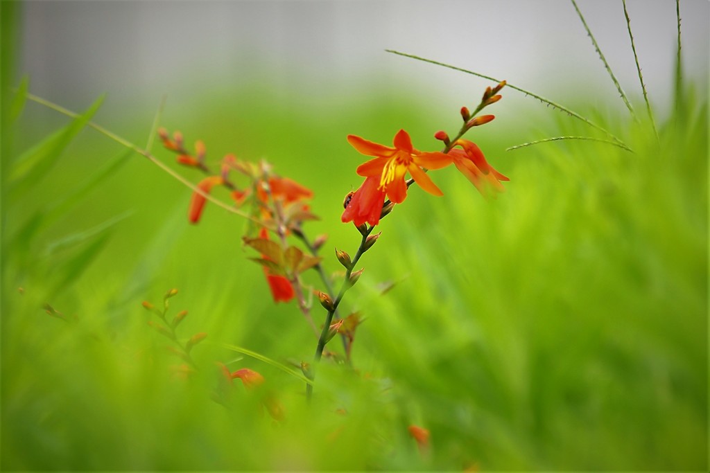 夏花　 姫檜扇水仙　