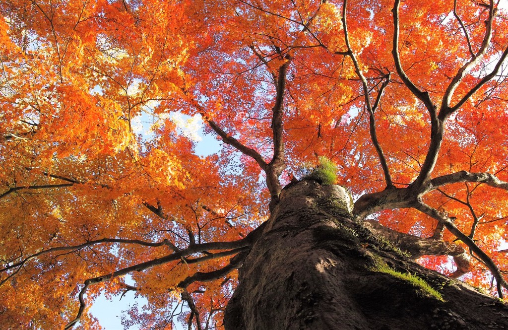 二俣城址の紅葉・・・
