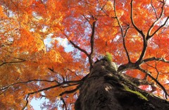 二俣城址の紅葉・・・