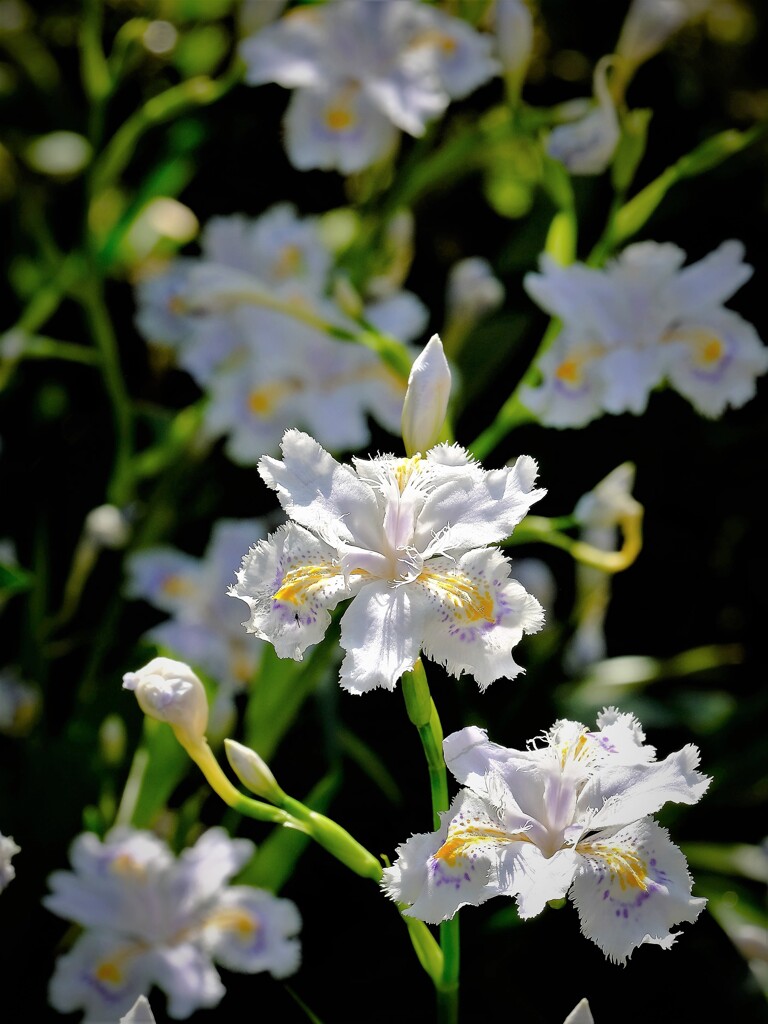 シャガ輝く・・・