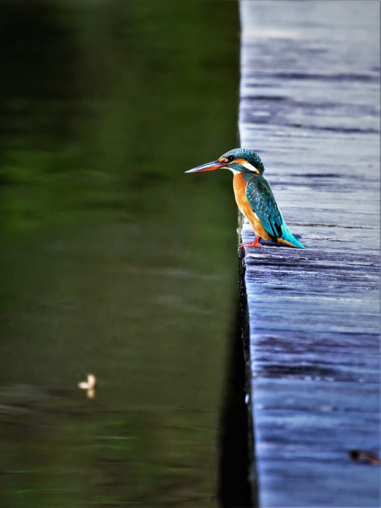 DSCF1022