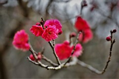 紅梅・・・