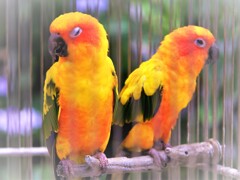 籠の中のインコさん・・・