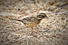 DSCF2264