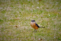 百舌鳥・・・
