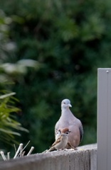 鳩とスズメと・・・