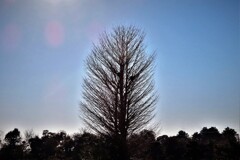 冬枯れの木・・・