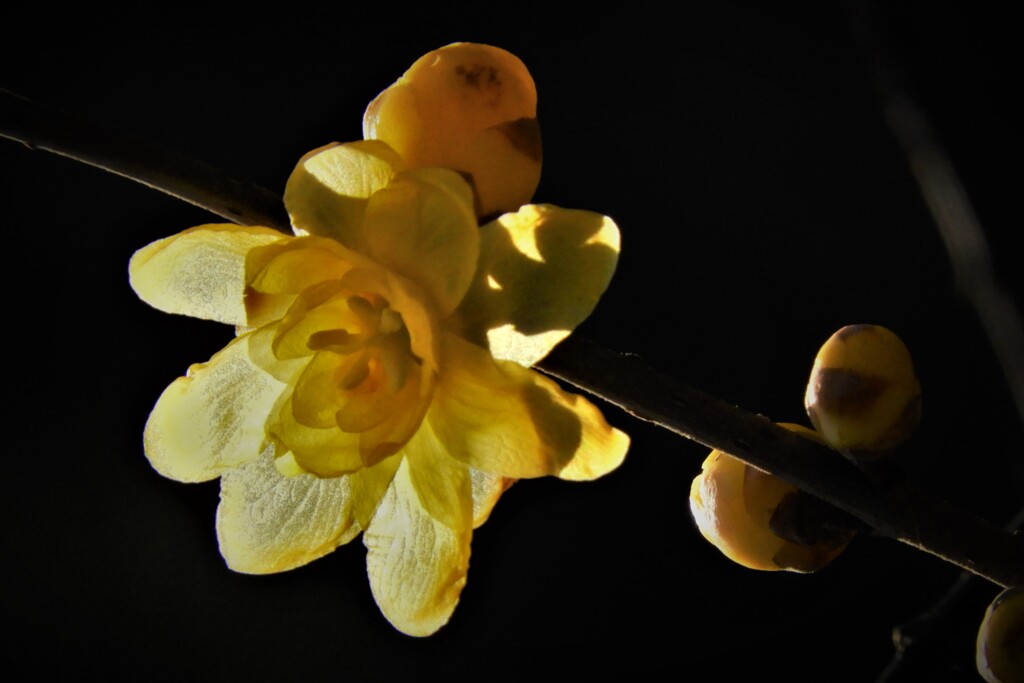 DSCN8565