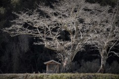 山手過疎地の風景・・・