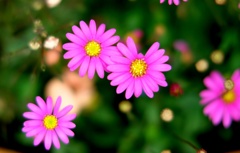 小さな花・・・