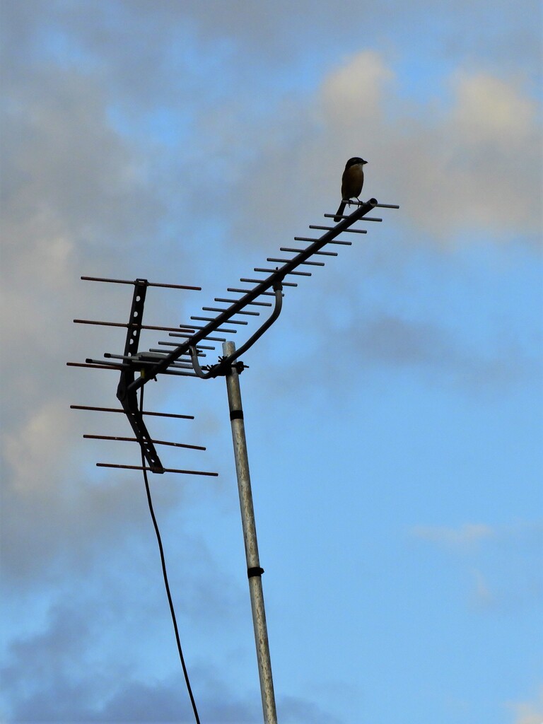 夕空のモズ・・・