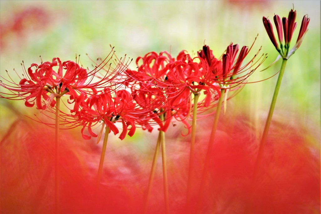 DSCF0010